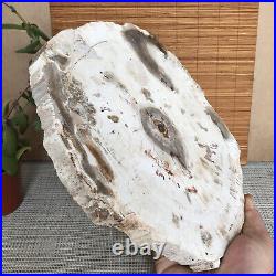 Top 233mm Natural Petrified Wood fossil Rough Slice Madagascar 2.04kg A3747