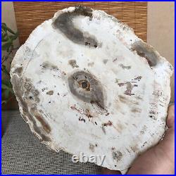 Top 233mm Natural Petrified Wood fossil Rough Slice Madagascar 2.04kg A3747