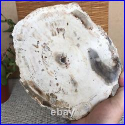 Top 233mm Natural Petrified Wood fossil Rough Slice Madagascar 2.04kg A3747