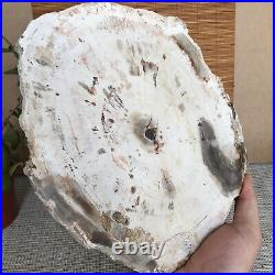 Top 233mm Natural Petrified Wood fossil Rough Slice Madagascar 2.04kg A3747