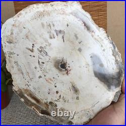 Top 233mm Natural Petrified Wood fossil Rough Slice Madagascar 2.04kg A3747