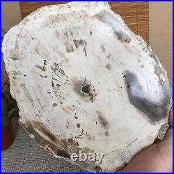 Top 233mm Natural Petrified Wood fossil Rough Slice Madagascar 2.04kg A3747