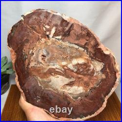 Top 240mm Natural Petrified Wood fossil Rough Slice Madagascar 1.82kg g7771 Top 240mm Natural Petrified Wood fossil Rough Slice Madagascar 1.82kg g7771