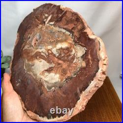 Top 240mm Natural Petrified Wood fossil Rough Slice Madagascar 1.82kg g7771 Top 240mm Natural Petrified Wood fossil Rough Slice Madagascar 1.82kg g7771