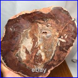 Top 240mm Natural Petrified Wood fossil Rough Slice Madagascar 1.82kg g7771 Top 240mm Natural Petrified Wood fossil Rough Slice Madagascar 1.82kg g7771