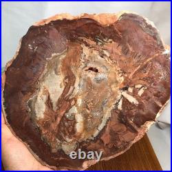 Top 240mm Natural Petrified Wood fossil Rough Slice Madagascar 1.82kg g7771 Top 240mm Natural Petrified Wood fossil Rough Slice Madagascar 1.82kg g7771