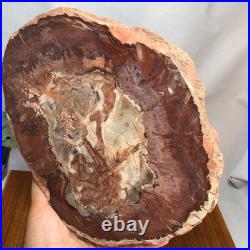 Top 240mm Natural Petrified Wood fossil Rough Slice Madagascar 1.82kg g7771 Top 240mm Natural Petrified Wood fossil Rough Slice Madagascar 1.82kg g7771