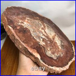Top 240mm Natural Petrified Wood fossil Rough Slice Madagascar 1.82kg g7771 Top 240mm Natural Petrified Wood fossil Rough Slice Madagascar 1.82kg g7771