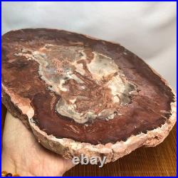 Top 240mm Natural Petrified Wood fossil Rough Slice Madagascar 1.82kg g7771 Top 240mm Natural Petrified Wood fossil Rough Slice Madagascar 1.82kg g7771