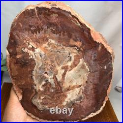Top 240mm Natural Petrified Wood fossil Rough Slice Madagascar 1.82kg g7771 Top 240mm Natural Petrified Wood fossil Rough Slice Madagascar 1.82kg g7771