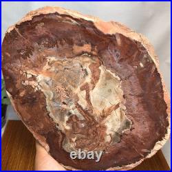 Top 240mm Natural Petrified Wood fossil Rough Slice Madagascar 1.82kg g7771 Top 240mm Natural Petrified Wood fossil Rough Slice Madagascar 1.82kg g7771