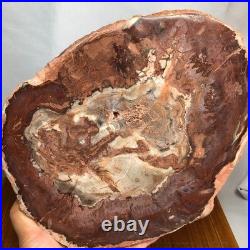 Top 240mm Natural Petrified Wood fossil Rough Slice Madagascar 1.82kg g7771 Top 240mm Natural Petrified Wood fossil Rough Slice Madagascar 1.82kg g7771
