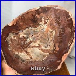 Top 240mm Natural Petrified Wood fossil Rough Slice Madagascar 1.82kg g7771 Top 240mm Natural Petrified Wood fossil Rough Slice Madagascar 1.82kg g7771