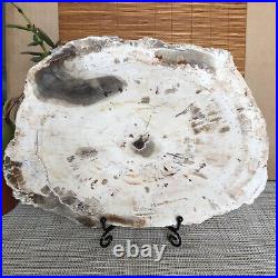 Top 245mm Natural Petrified Wood fossil Rough Slice Madagascar 1.87kg A3760