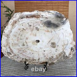 Top 245mm Natural Petrified Wood fossil Rough Slice Madagascar 1.87kg A3760