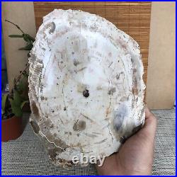 Top 245mm Natural Petrified Wood fossil Rough Slice Madagascar 1.87kg A3760