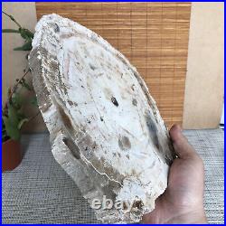 Top 245mm Natural Petrified Wood fossil Rough Slice Madagascar 1.87kg A3760