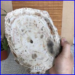 Top 245mm Natural Petrified Wood fossil Rough Slice Madagascar 1.87kg A3760