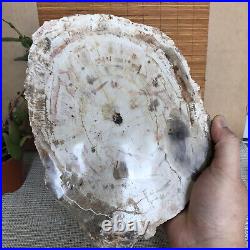 Top 245mm Natural Petrified Wood fossil Rough Slice Madagascar 1.87kg A3760