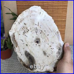 Top 245mm Natural Petrified Wood fossil Rough Slice Madagascar 1.87kg A3760