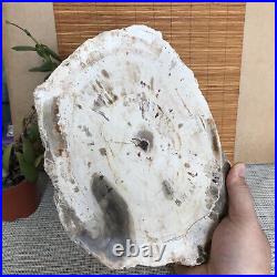 Top 245mm Natural Petrified Wood fossil Rough Slice Madagascar 1.87kg A3760