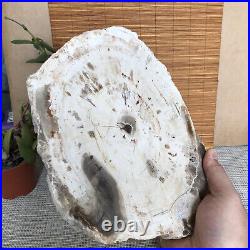 Top 245mm Natural Petrified Wood fossil Rough Slice Madagascar 1.87kg A3760