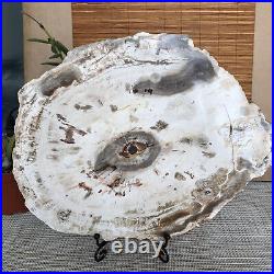 Top 249mm Natural Petrified Wood fossil Rough Slice Madagascar 1.98kg A3761