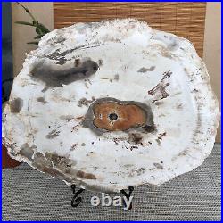 Top 249mm Natural Petrified Wood fossil Rough Slice Madagascar 1.98kg A3761