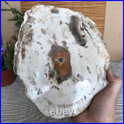 Top 249mm Natural Petrified Wood fossil Rough Slice Madagascar 1.98kg A3761