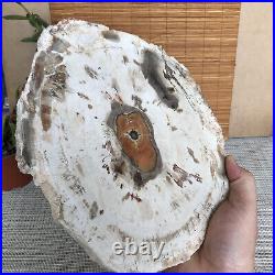 Top 249mm Natural Petrified Wood fossil Rough Slice Madagascar 1.98kg A3761