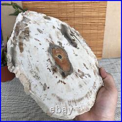 Top 249mm Natural Petrified Wood fossil Rough Slice Madagascar 1.98kg A3761