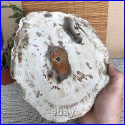 Top 249mm Natural Petrified Wood fossil Rough Slice Madagascar 1.98kg A3761