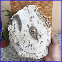 Top 249mm Natural Petrified Wood fossil Rough Slice Madagascar 1.98kg A3761