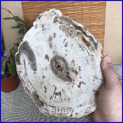 Top 249mm Natural Petrified Wood fossil Rough Slice Madagascar 1.98kg A3761