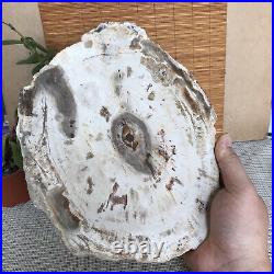 Top 249mm Natural Petrified Wood fossil Rough Slice Madagascar 1.98kg A3761