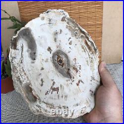 Top 249mm Natural Petrified Wood fossil Rough Slice Madagascar 1.98kg A3761