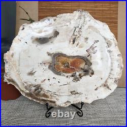 Top 249mm Natural Petrified Wood fossil Rough Slice Madagascar 2.0kg A3762