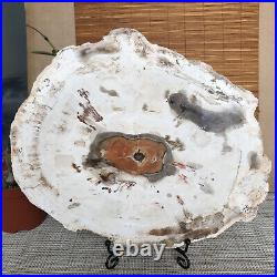 Top 249mm Natural Petrified Wood fossil Rough Slice Madagascar 2.0kg A3762