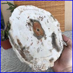 Top 249mm Natural Petrified Wood fossil Rough Slice Madagascar 2.0kg A3762