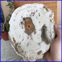 Top 249mm Natural Petrified Wood fossil Rough Slice Madagascar 2.0kg A3762