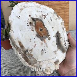 Top 249mm Natural Petrified Wood fossil Rough Slice Madagascar 2.0kg A3762