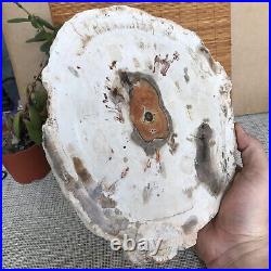 Top 249mm Natural Petrified Wood fossil Rough Slice Madagascar 2.0kg A3762