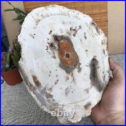 Top 249mm Natural Petrified Wood fossil Rough Slice Madagascar 2.0kg A3762