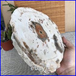 Top 249mm Natural Petrified Wood fossil Rough Slice Madagascar 2.0kg A3762