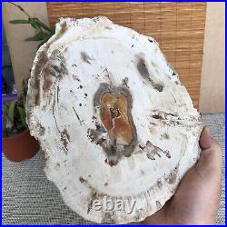 Top 249mm Natural Petrified Wood fossil Rough Slice Madagascar 2.0kg A3762