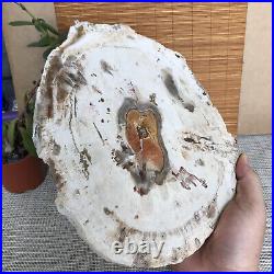 Top 249mm Natural Petrified Wood fossil Rough Slice Madagascar 2.0kg A3762