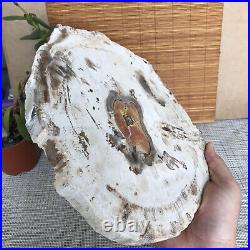 Top 249mm Natural Petrified Wood fossil Rough Slice Madagascar 2.0kg A3762