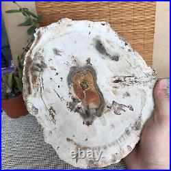 Top 249mm Natural Petrified Wood fossil Rough Slice Madagascar 2.0kg A3762