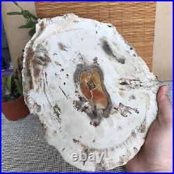 Top 249mm Natural Petrified Wood fossil Rough Slice Madagascar 2.0kg A3762