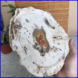 Top 249mm Natural Petrified Wood fossil Rough Slice Madagascar 2.0kg A3762